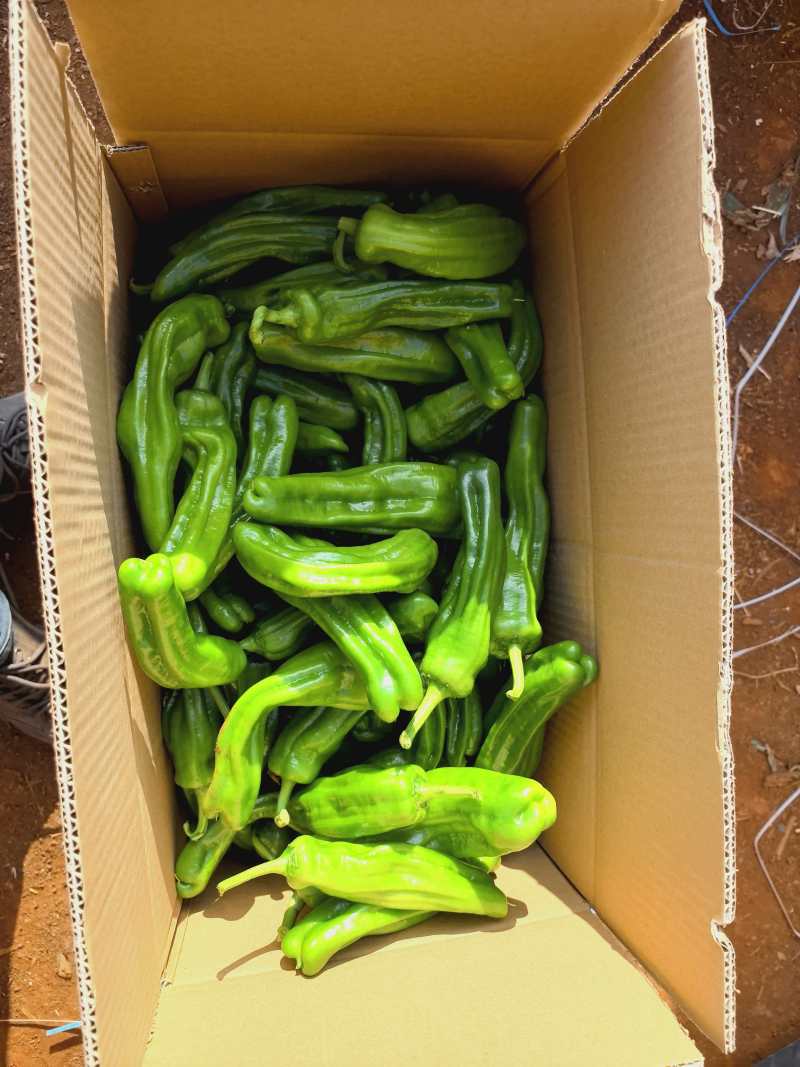 广东芜湖椒大量供应中/对接市场档口商超/量大从优欢迎来电