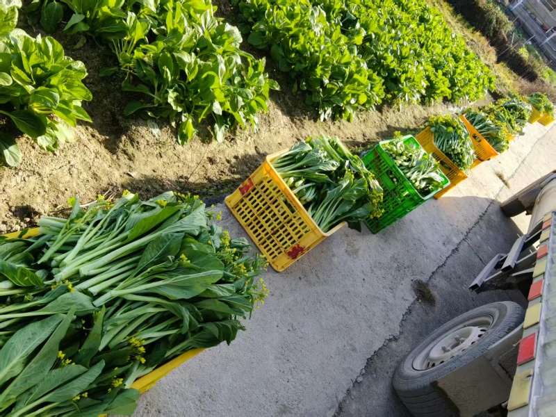 湖南一手货源菜苔对接全国市场价格美丽质量好走货快欢迎询价