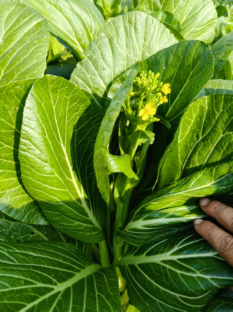 湖南一手货源菜苔对接全国市场价格美丽质量好走货快欢迎询价