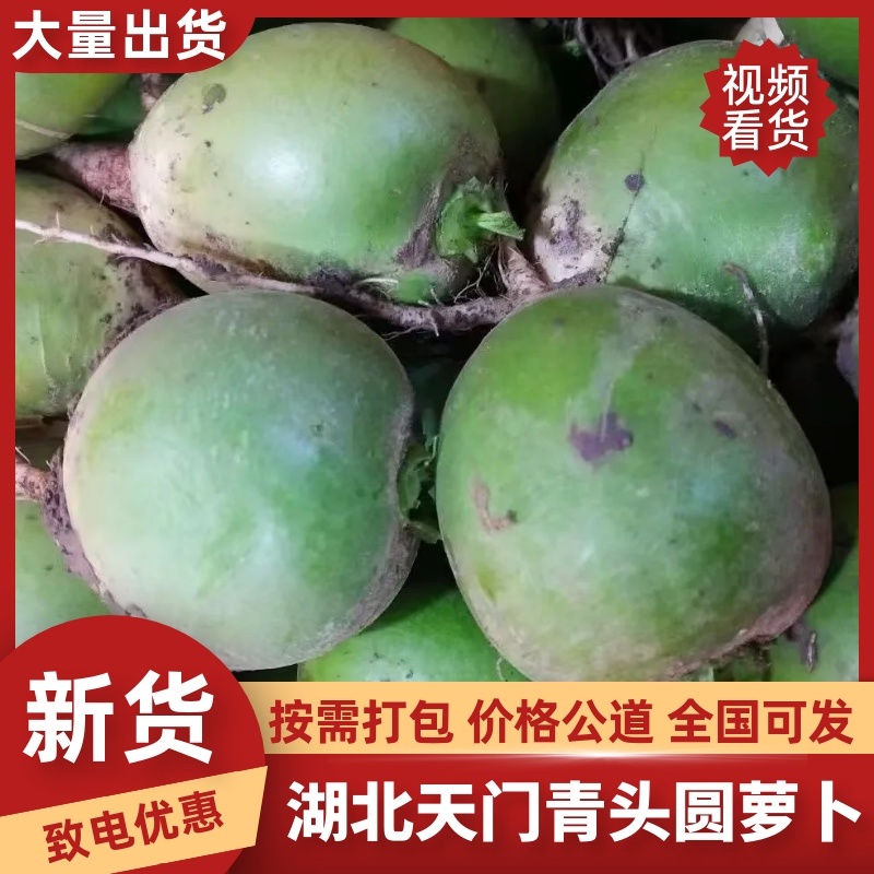 湖北天门青头萝卜/产区圆萝卜/产区直发/大量发车