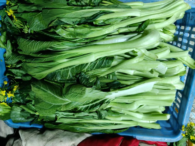 湖南整车有货菜苔对接全国市场价格美丽质量好走货快欢迎询价