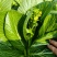 湖南整车有货菜苔对接全国市场价格美丽质量好走货快欢迎询价