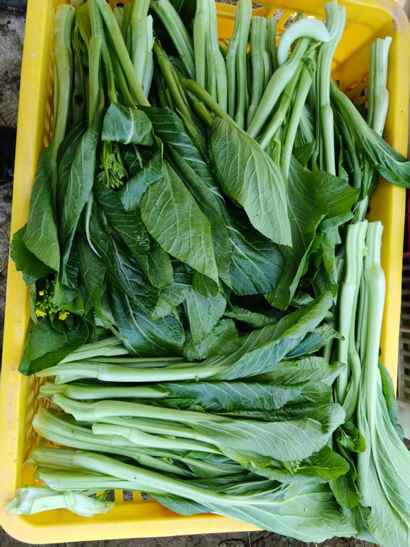 湖南整车有货菜苔对接全国市场价格美丽质量好走货快欢迎询价