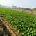 湖南整车有货菜苔对接全国市场价格美丽质量好走货快欢迎询价