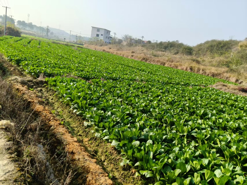 湖南整车有货菜苔对接全国市场价格美丽质量好走货快欢迎询价