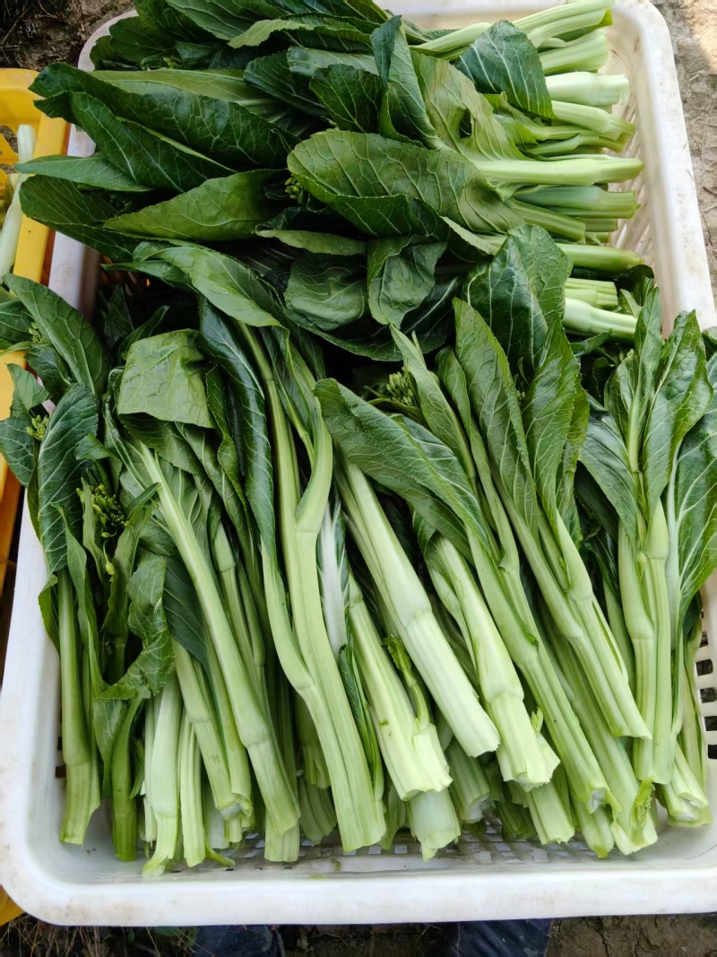 湖南整车有货菜苔对接全国市场价格美丽质量好走货快欢迎询价