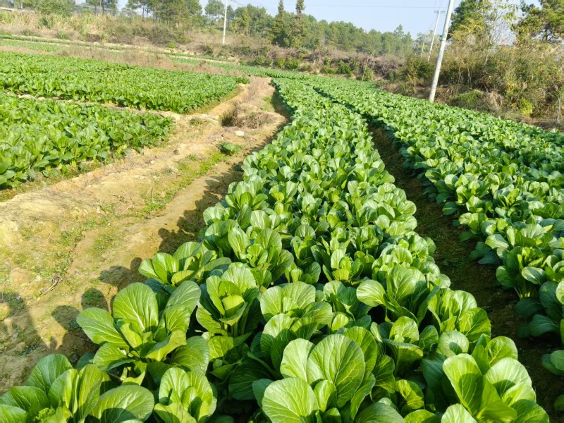 湖南整车有货菜苔对接全国市场价格美丽质量好走货快欢迎询价