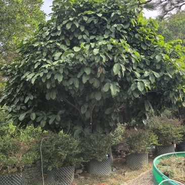 假苹婆出售。货源充足量大从优欢迎来电洽谈