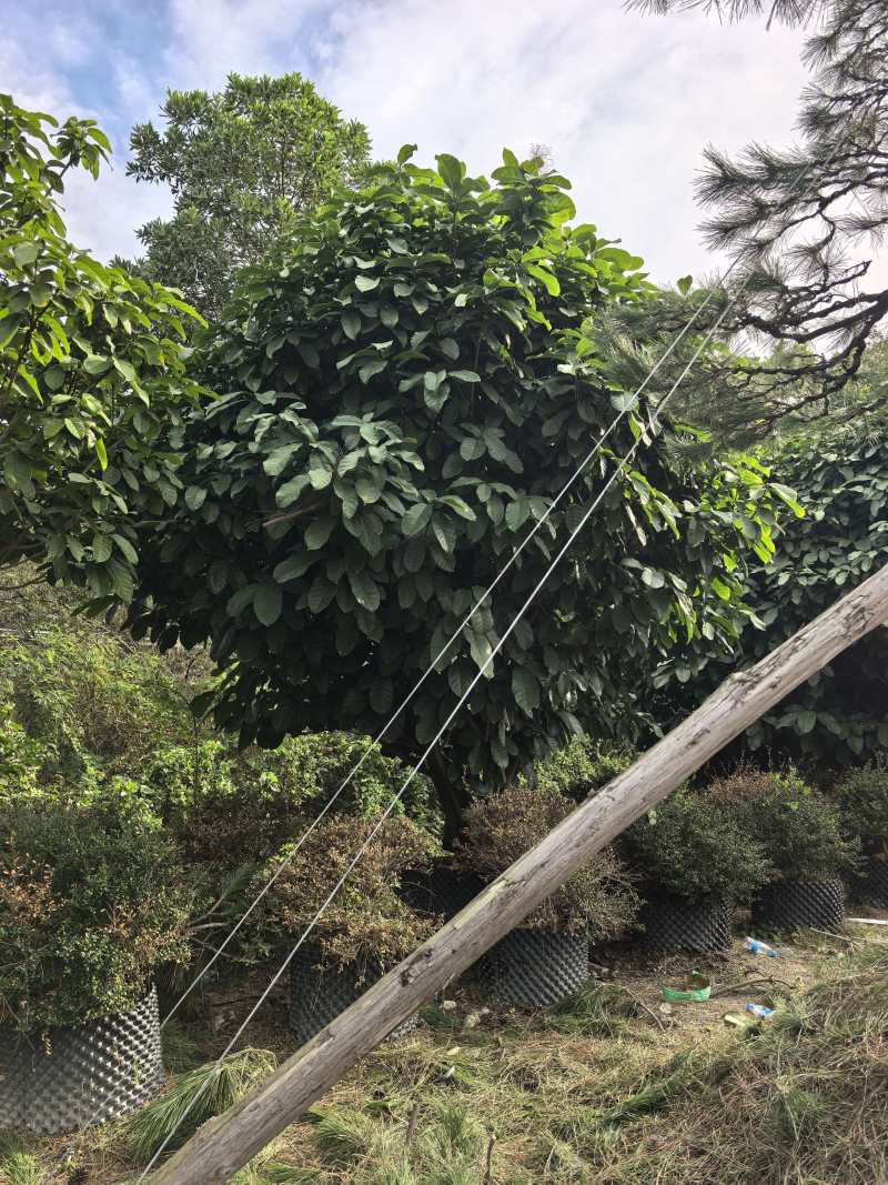 假苹婆出售。货源充足量大从优欢迎来电洽谈