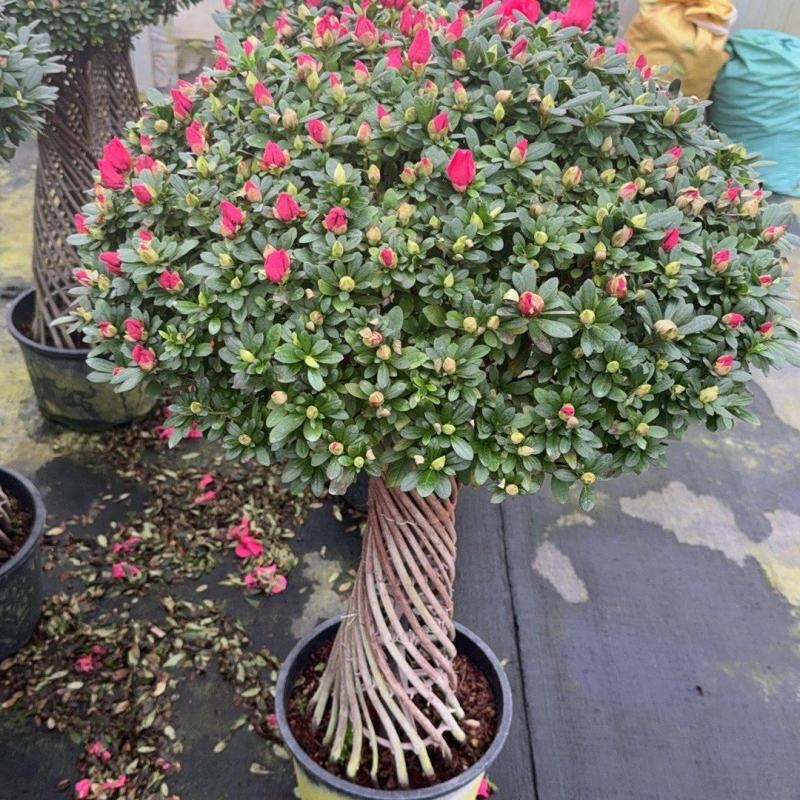 【定制款】特级杜鹃花优质品种，可按照买家要求定制造型