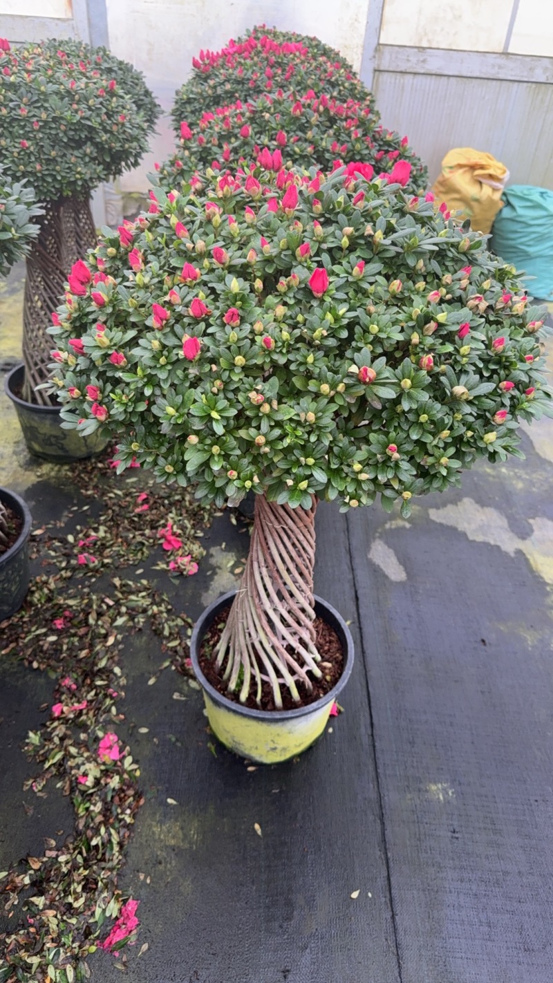 【定制款】特级杜鹃花优质品种，可按照买家要求定制造型