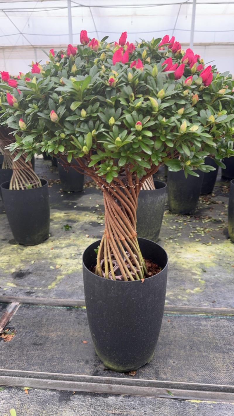 【定制款】特级杜鹃花优质品种，可按照买家要求定制造型