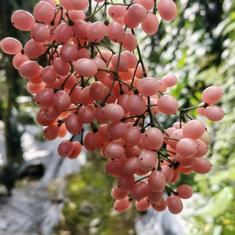 出售金果榄种子