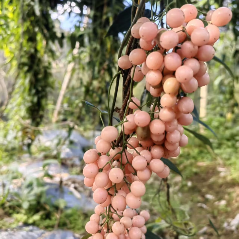 出售金果榄种子