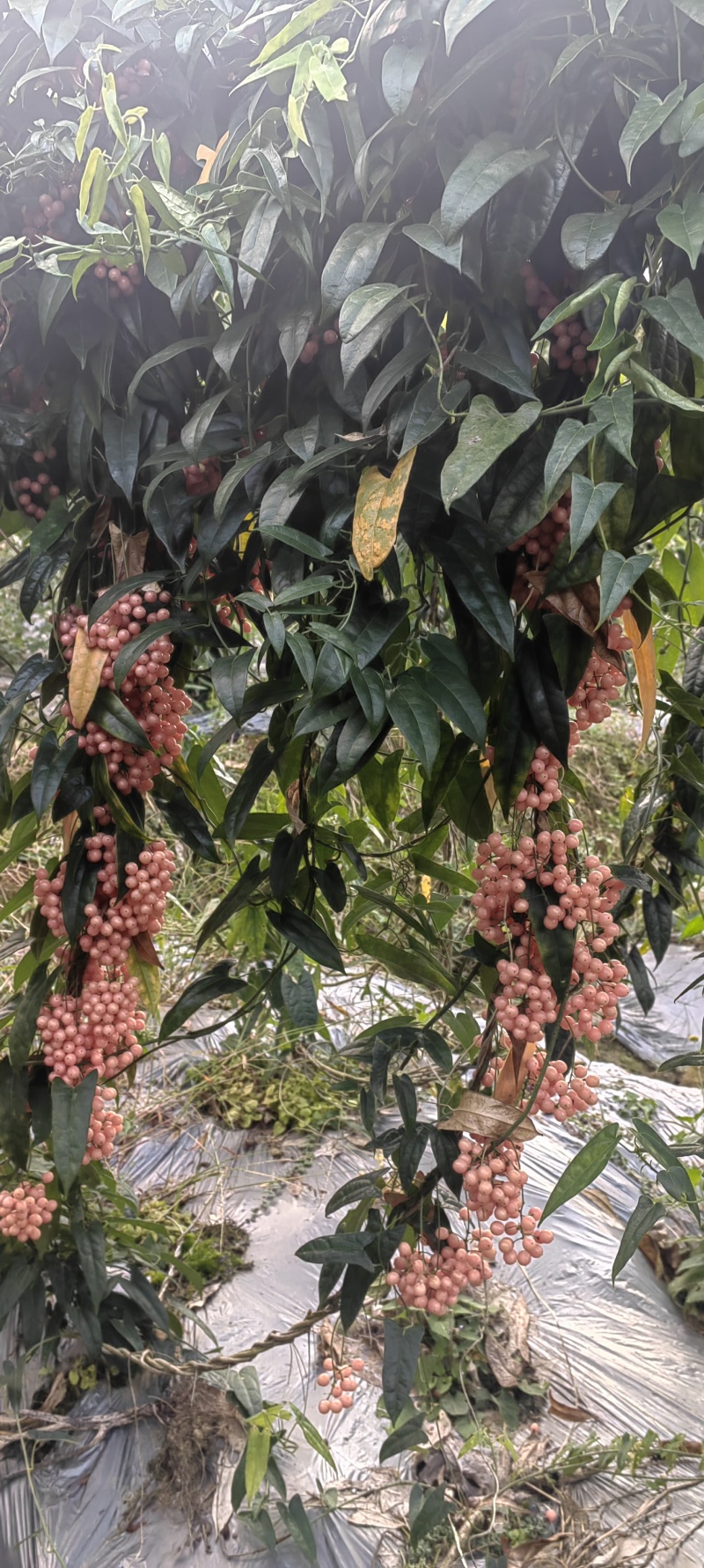 出售金果榄种子