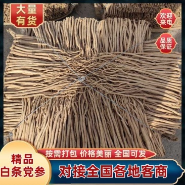 【产地直供】甘肃优质白条党参，无硫熏，全国可发安心购。