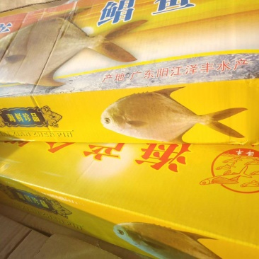 金鲳鱼到柜，500-600规格，一件8条鱼，净重9斤。
