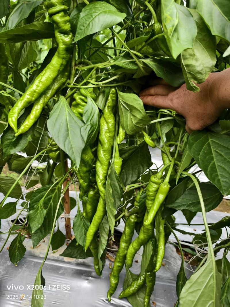 精品螺丝椒大果一号