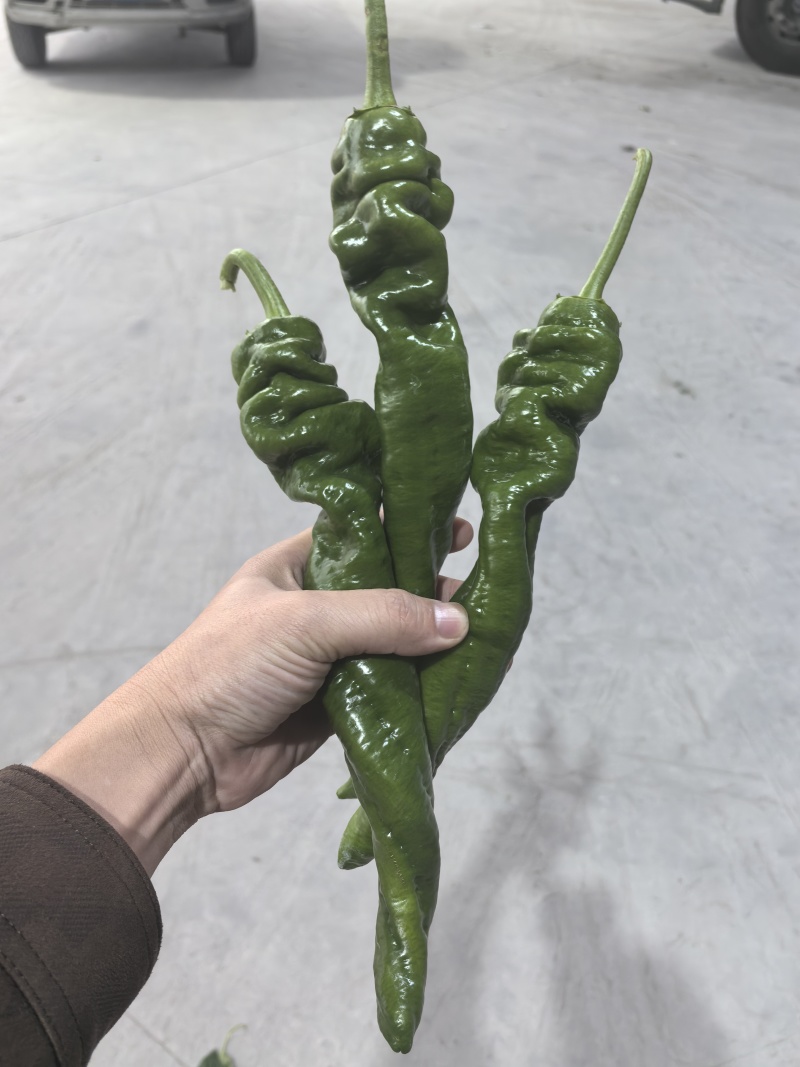 精品螺丝椒大果一号