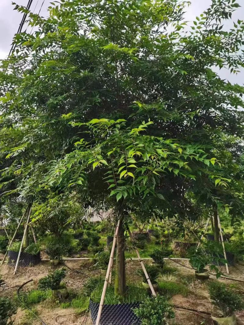 假苹婆出售。货源充足量大从优欢迎来电洽谈