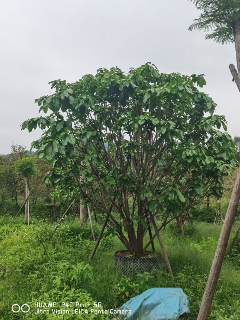 假苹婆出售。货源充足量大从优欢迎来电洽谈