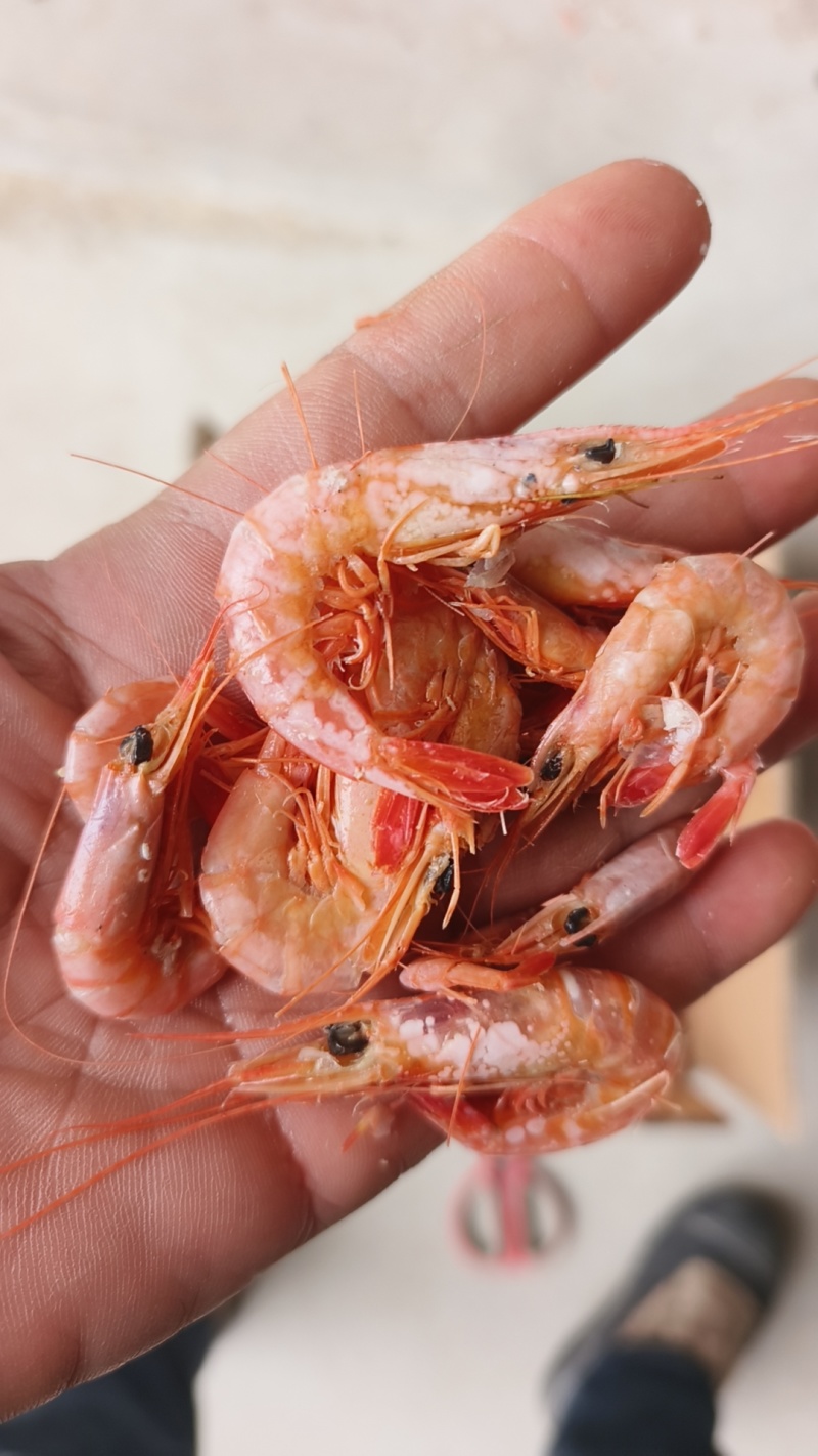 渤海湾的海洋鹰爪虾