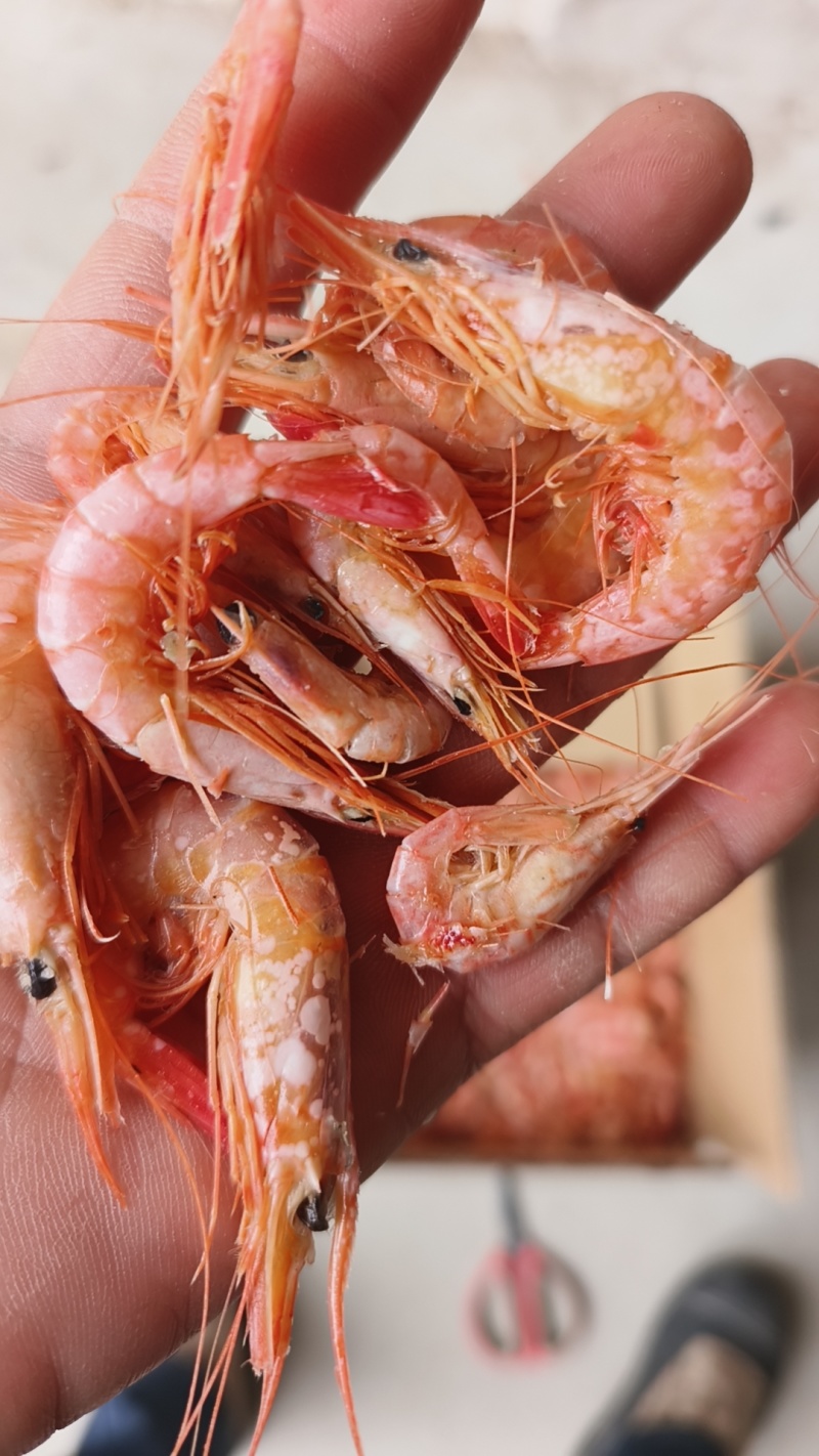 渤海湾的海洋鹰爪虾