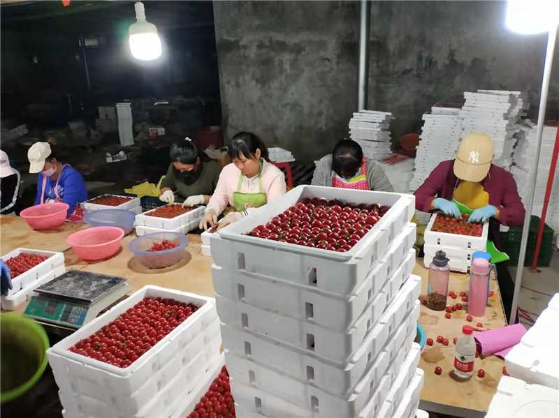 海南陵水千禧圣女果小西红柿小番茄产地基地一手货源