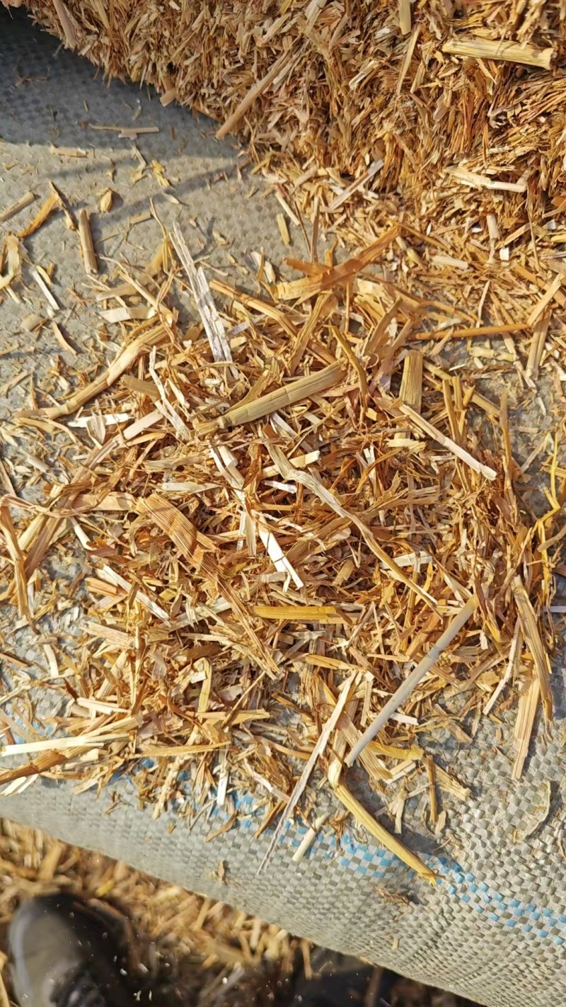 优质柔丝小套袋麦草，大量有货，需要***********