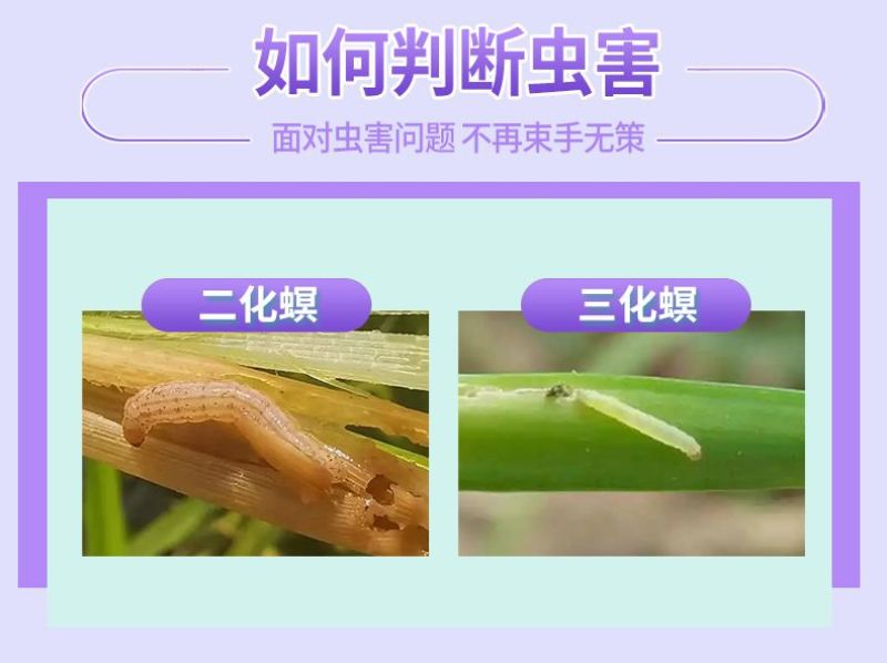 华星宽伴90%杀虫单粉剂水稻专用药二化螟三化螟杀虫剂农药