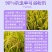 华星宽伴90%杀虫单粉剂水稻专用药二化螟三化螟杀虫剂农药
