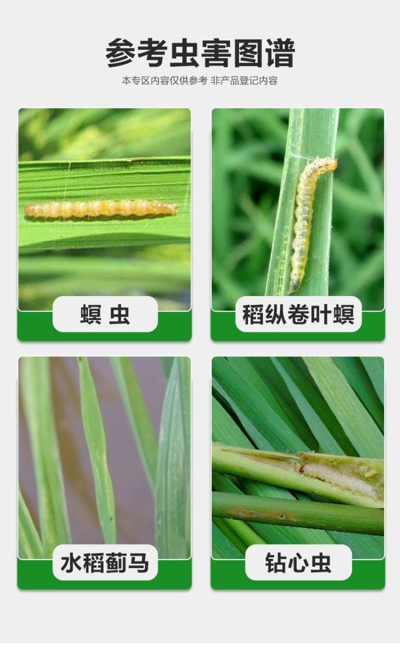 华星宽伴90%杀虫单粉剂水稻专用药二化螟三化螟杀虫剂农药
