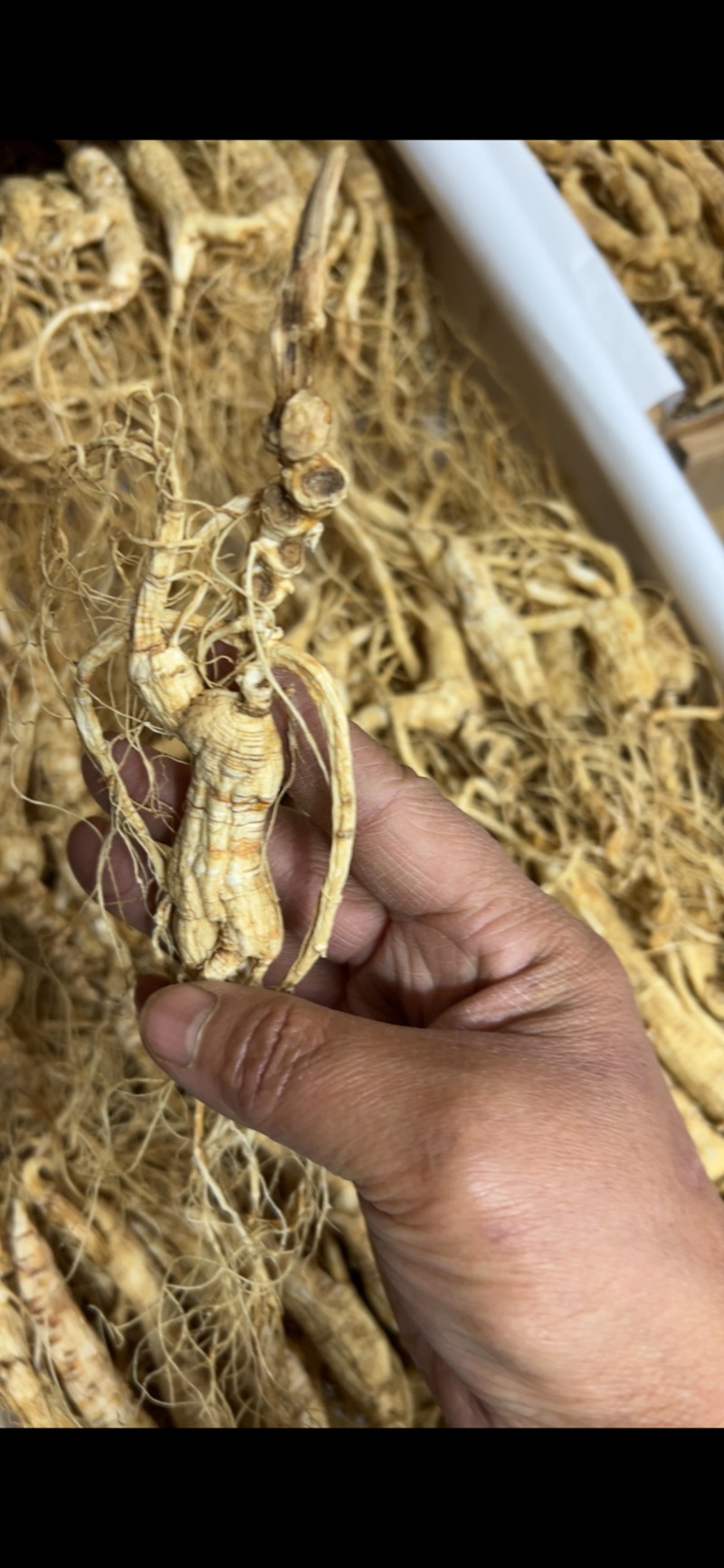林下参子货15—6年打粉料，泡酒，煲汤，打粉