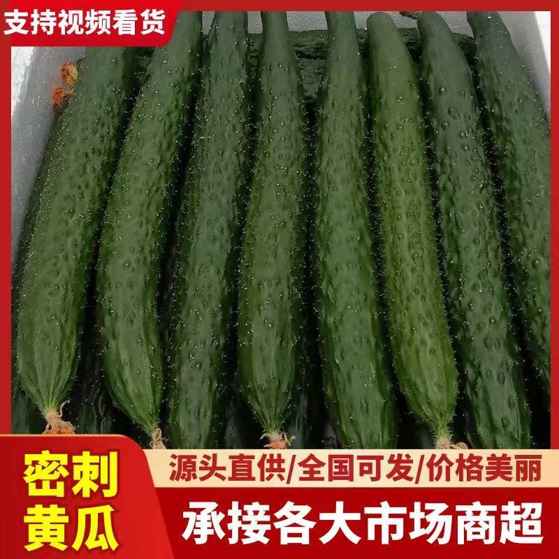 2025广东湛江徐闻县黄瓜水果黄瓜青瓜大量上市，产地直供