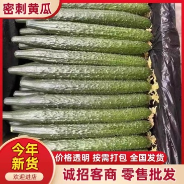 2025广东徐闻县青瓜黄瓜大量上市一手货源每天供应