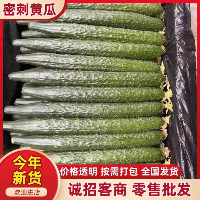 2025广东徐闻县青瓜黄瓜大量上市一手货源每天供应
