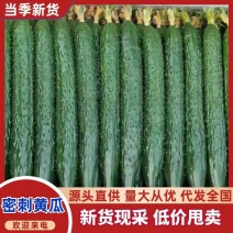 广东徐闻大量上市青瓜黄瓜刺瓜货源充足，欢迎联系考察