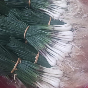 荞苗荞头