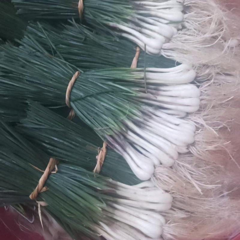 荞苗荞头
