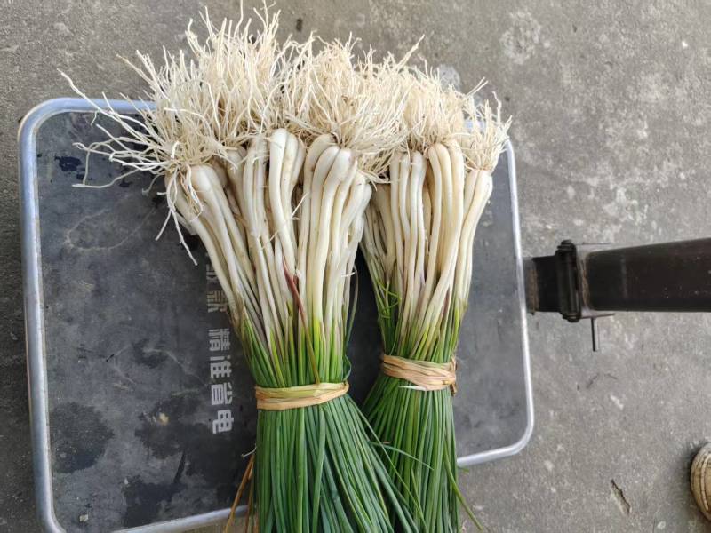荞苗荞头