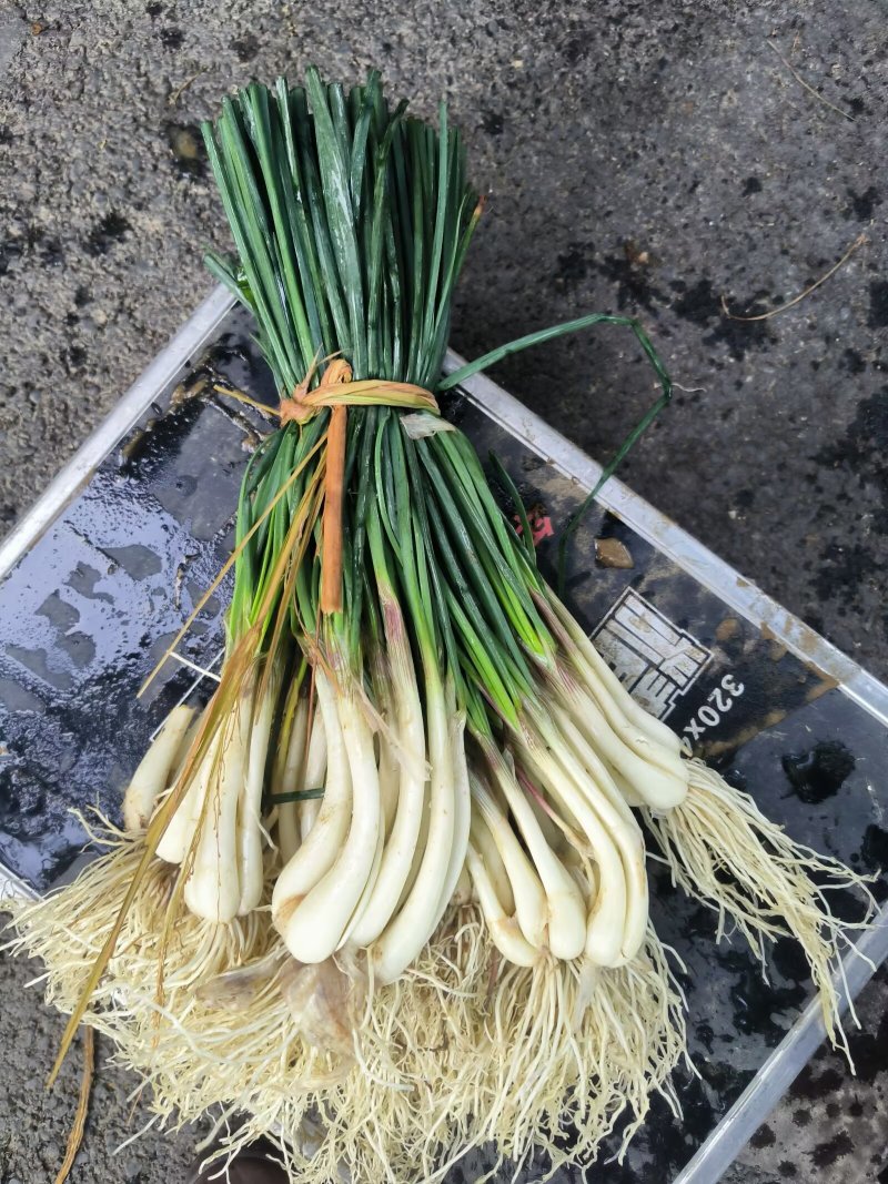 荞苗荞头