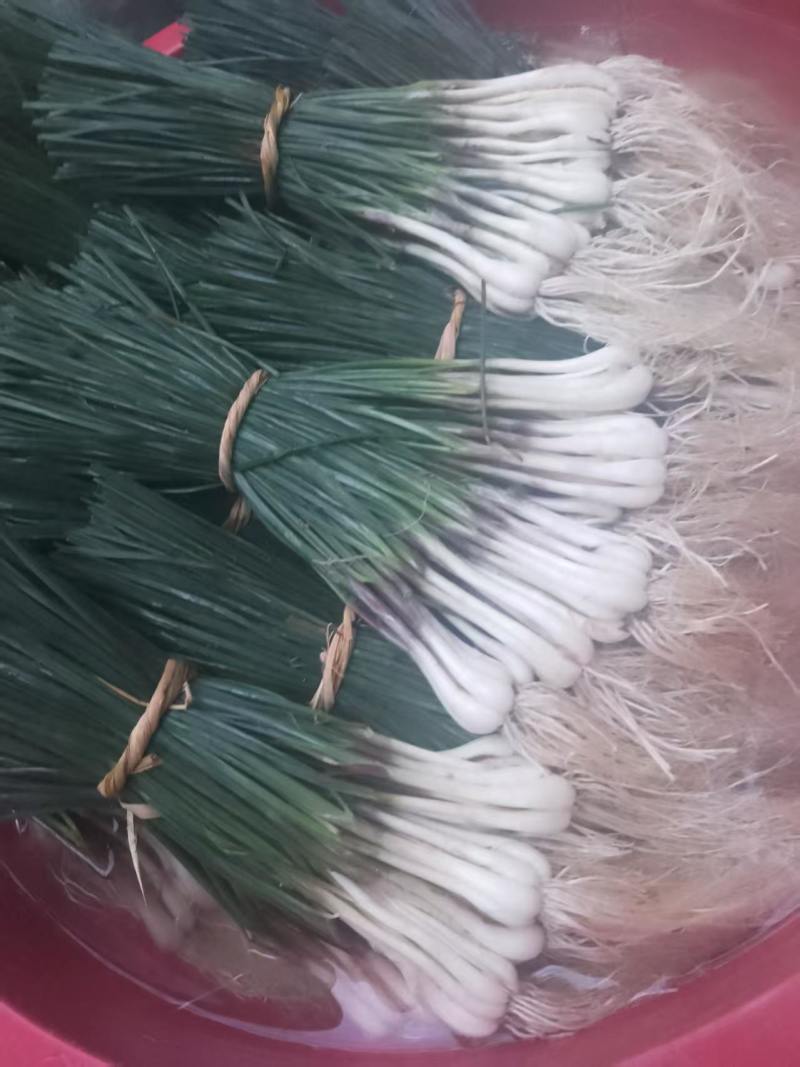 荞苗荞头