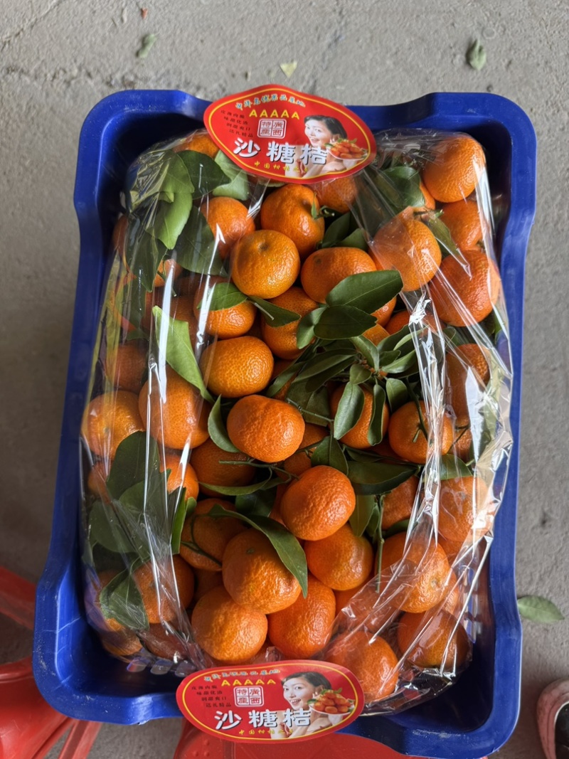 优选广西沙糖橘大量供应可视频订货诚信经营欢迎来电咨询