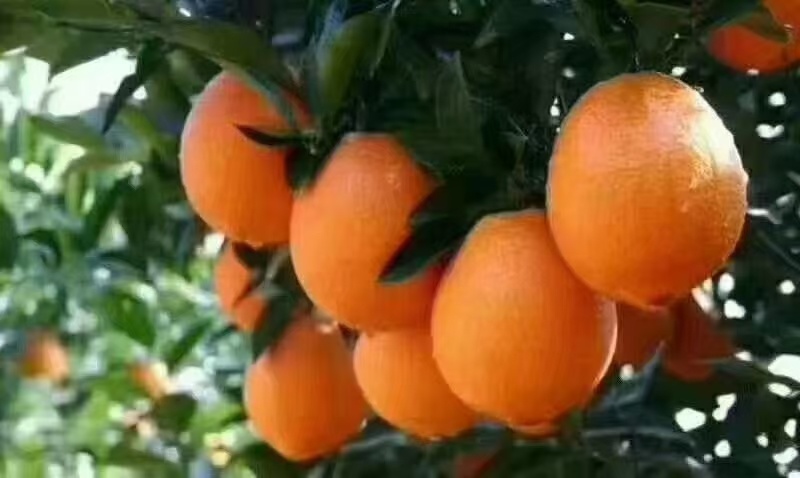 【推荐】纽荷尔脐橙一手货源供应市场商超电商一件代发