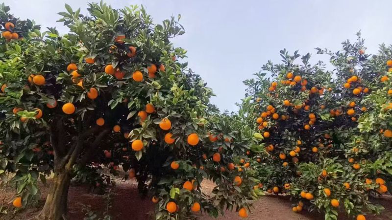 【推荐】纽荷尔脐橙一手货源供应市场商超电商一件代发