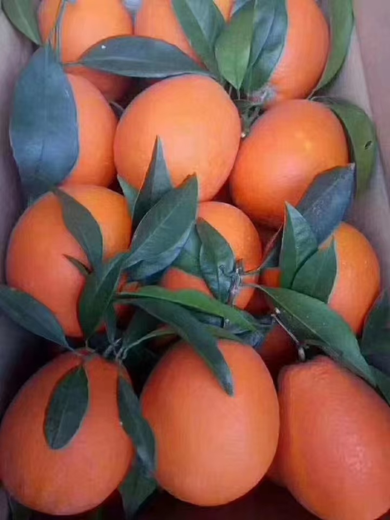 【推荐】纽荷尔脐橙一手货源供应市场商超电商一件代发