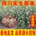 四川梨实生苗棠梨苗梨嫁接砧木现挖现发