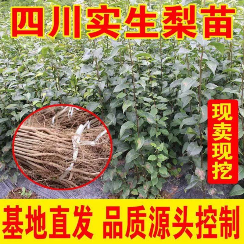 四川梨实生苗棠梨苗梨嫁接砧木现挖现发