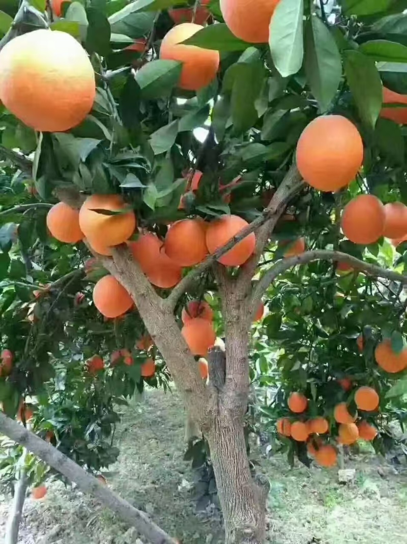 【推荐】纽荷尔脐橙一手货源供应市场商超电商一件代发
