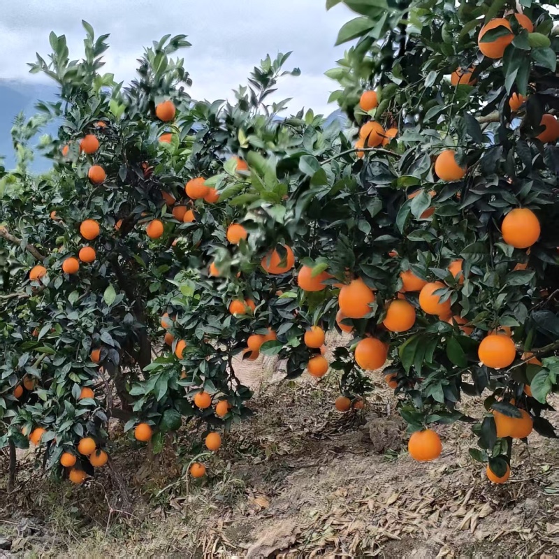 【推荐】纽荷尔脐橙一手货源供应市场商超电商一件代发